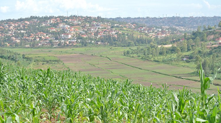Hari abakora ubuhinzi n'ubworozi bavuga ko babangamiwe n’imyubakire igenda yototera aho bahinga