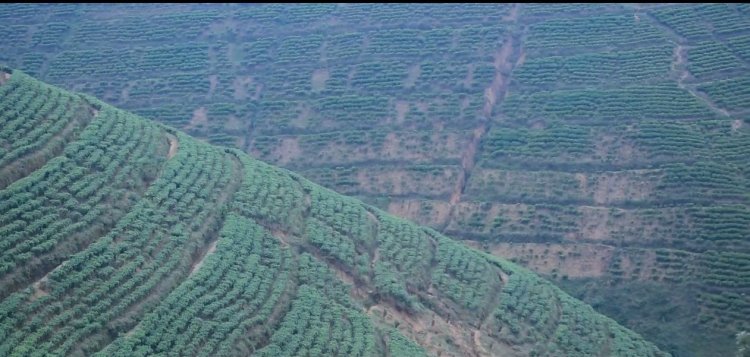 Nyaruguru:Abahinzi b’icyayi baravuga ko batezwa igihombo n’abajya gutashya inkwi mu cyayi cyabo.