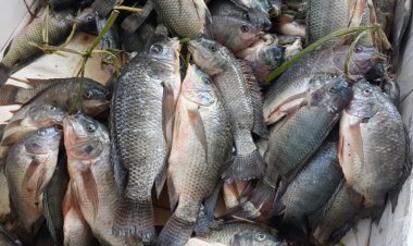 Bamwe mu baguzi n’abacuruza amafi  baravuga ko umusaruro w’amafi ugenda ugabanuka ndetse n’igiciro kiri hejuru