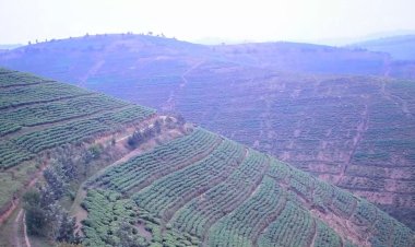 Karongi-Rugabano:Abahinzi b’icyayi baravuga ko cyabateje imbere.