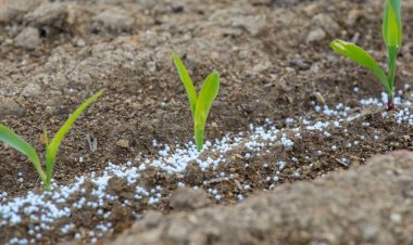 Ikigo cy’igihugu gishinzwe ubuhinzi n’ubworozi RAB kiranengwa gukoresha ifumbire nyongeramusaruro nabi