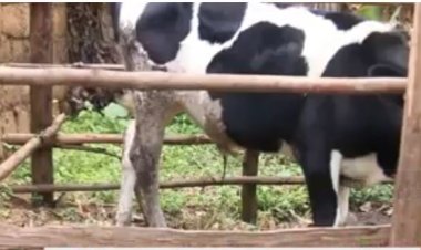 Gicumbi- Kageyo: Barasaba ko icyorezo kiri kwica inka cyakorerwa ubushakashatsi, abo zapfuye bagashumbushwa.