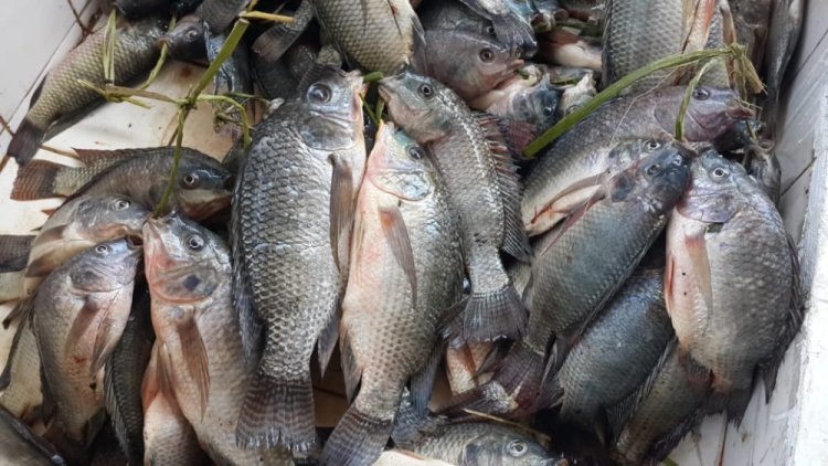 Bamwe mu baguzi n’abacuruza amafi  baravuga ko umusaruro w’amafi ugenda ugabanuka ndetse n’igiciro kiri hejuru