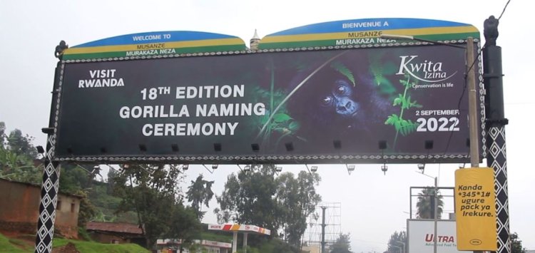 Musanze : Uko abaturage batuye muri aka karere biteguye umunsi wo kwita izina abana b'ingagi