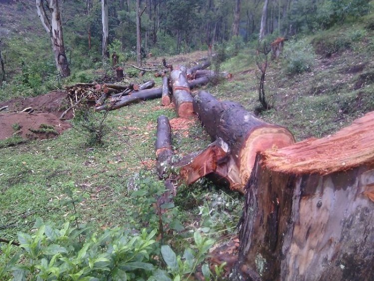 Ibikorwa by'ubwubatsi bukoresha ibiti biteze bibangamiye amashyamba