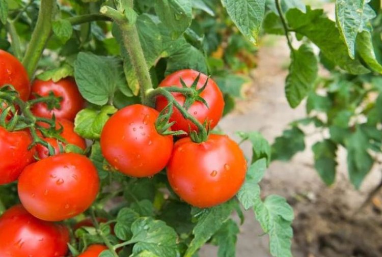 Gakenke: Abahinzi imbuto n’imboga bahuraga n'igihombo, barashima ko begerejwe isoko