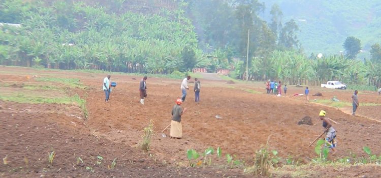 Gakenke:Abahinzi bo mu murenge wa Mugunga baravuga ko batarabona imbuto mugihe igihembwe cy’ihinga cyatangiye.