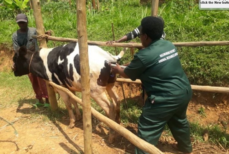 Kudasobanukirwa ibyo gutera inka intanga kw’aborozi, inzitizi ku kongera umukamo.