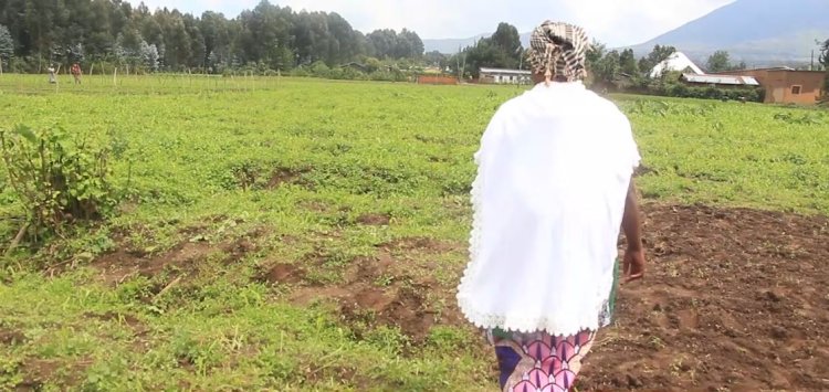 Musanze: Hari abahinzi binubira ko bahinze imyaka ikaragirwa