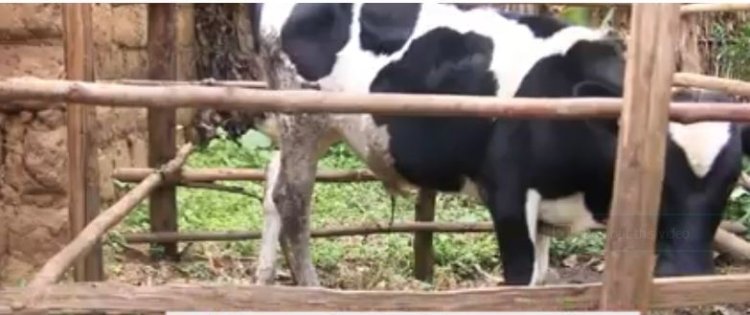 Gicumbi- Kageyo: Barasaba ko icyorezo kiri kwica inka cyakorerwa ubushakashatsi, abo zapfuye bagashumbushwa.