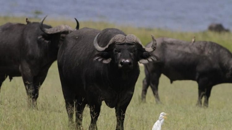 Musanze-Shingiro: Baribaza uko bashyingura uwishwe n’imbogo 2 zatorotse Pariki y’ibirunga.