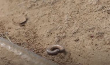 Kamonyi: Amakopetative y’ubuhinzi ahangayikishijwe n’udusimba twonona imyaka.