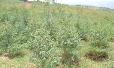 Rusizi: Barasaba gukorerwa ubushakashatsi ku bwoko bw’ibiti byagendana n’ubutaka bwabo