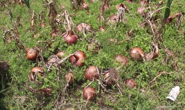 Rubavu: Abahinzi b’ibitunguru bararira ayo kwarika!