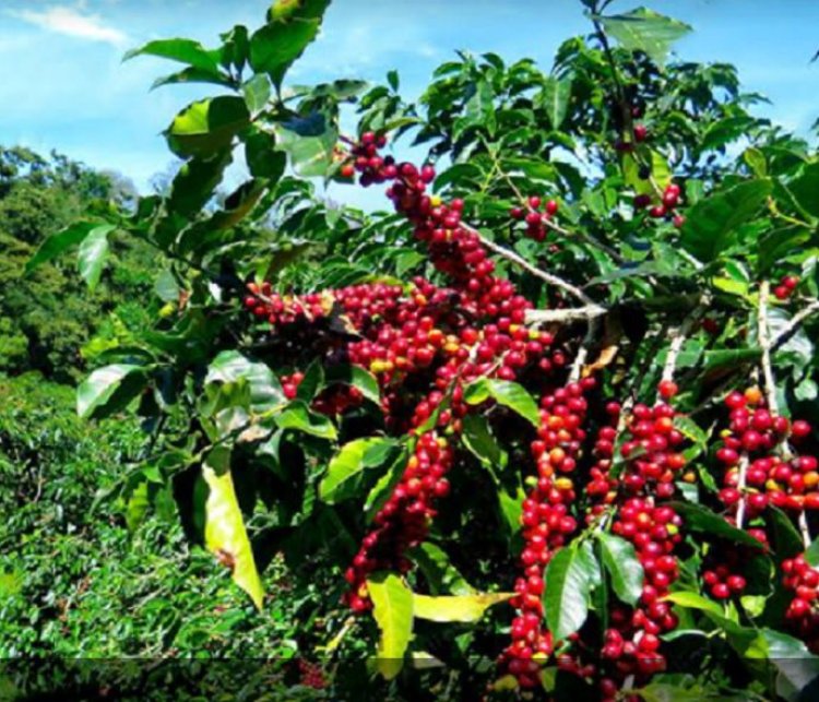 RUHANGO: Basigaye bafata Kawa nk’inka!