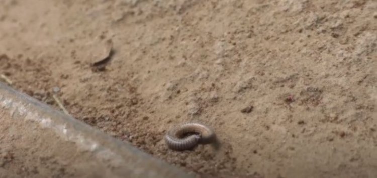 Kamonyi: Amakopetative y’ubuhinzi ahangayikishijwe n’udusimba twonona imyaka.