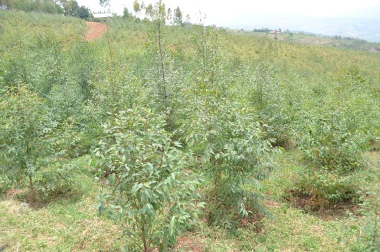 Rusizi: Barasaba gukorerwa ubushakashatsi ku bwoko bw’ibiti byagendana n’ubutaka bwabo