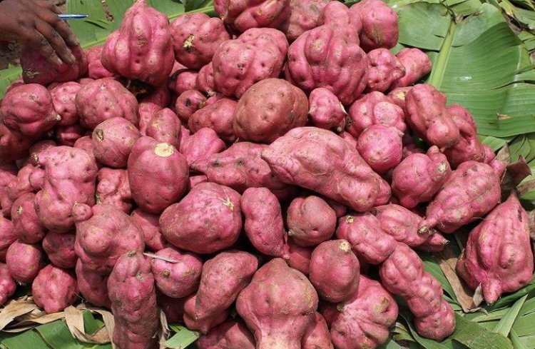 Imiryango yacungiraga imibereho ku buhinzi bw’ibijumba iraria ayo kwarika!