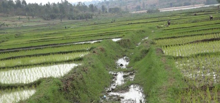 Bugesera: Abahinzi b'umuceri babangamiwe n'amateme make mu mirima yabo