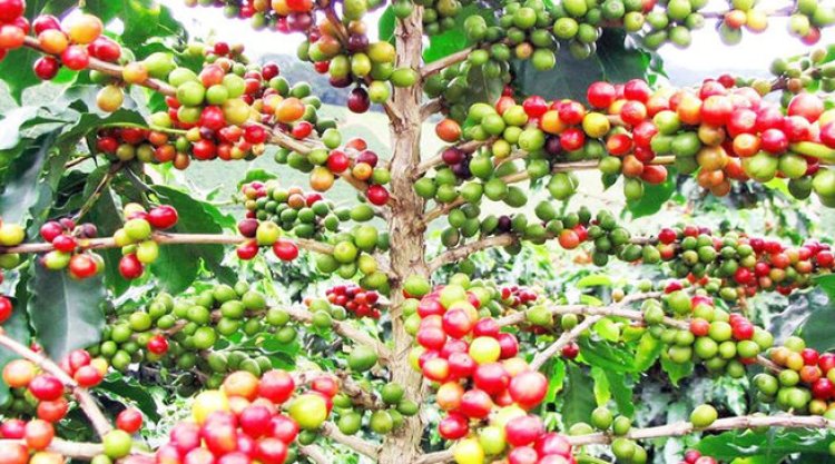 Nyamasheke : Hakenewe imbaraga z'urubyiruko mu buhinzi bwa kawa