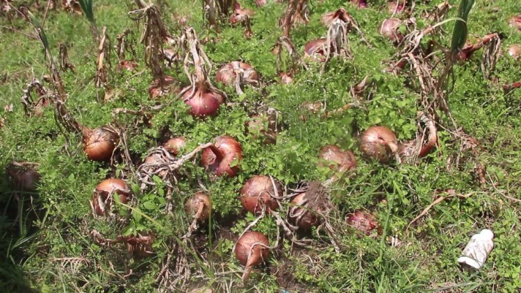 Rubavu: Abahinzi b’ibitunguru bararira ayo kwarika!