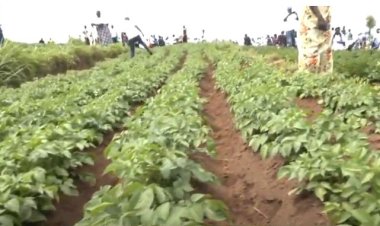 MINAGRI irasaba abikorera gufasha abatuye ibyaro kugeza umusaruro beza ku isoko.