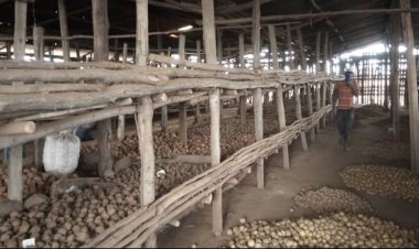 Muhanga: Abahinzi babangamiwe no kutagira ubuhunikiro bwa kijyambere bashyiramo umusaruro wawo.