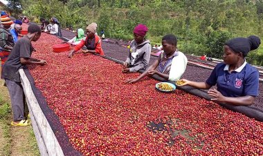 Abahinzi ba kawa basaba ko nkunganire y'ifumbire yakongerwa nabo bakongera umusaruro