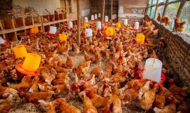 FAO: Gufasha aborozi b'inkoko n'ingurube mu kongera umusaruro batanga ku isoko