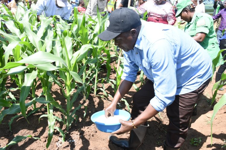 Gatsibo: Minisitiri Gatabazi yifatanyije n'abaturage gushyira ifumbire mu bigori