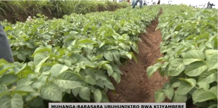 Musanze: Abahinzi barasabwa guhinga babungabunga ibidukikije nk’ibyabarinda ingaruka bahur nazo.
