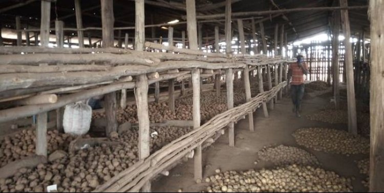 Muhanga: Abahinzi babangamiwe no kutagira ubuhunikiro bwa kijyambere bashyiramo umusaruro wawo.