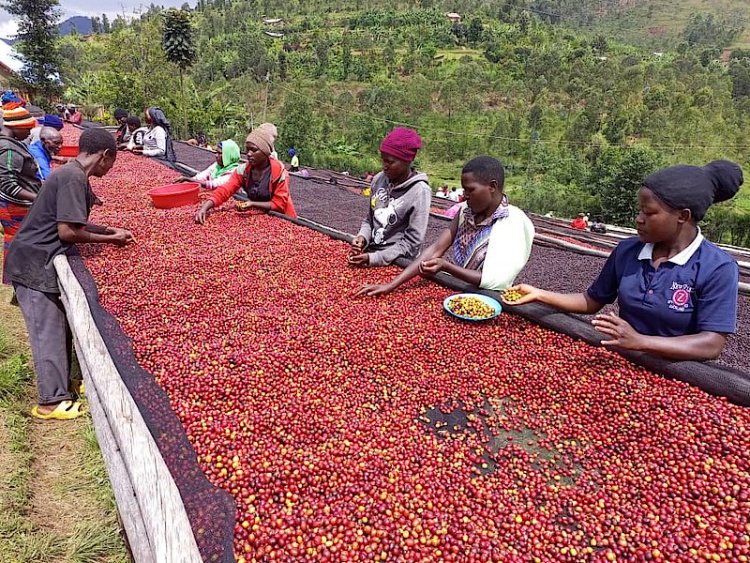 Abahinzi ba kawa basaba ko nkunganire y'ifumbire yakongerwa nabo bakongera umusaruro