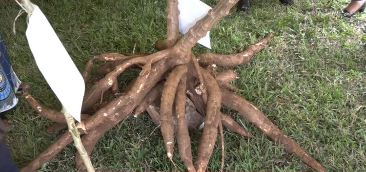 Ngoma: Abahinzi barasaba kwigishwa guhinga imyumbati kijyambere kuko ihera