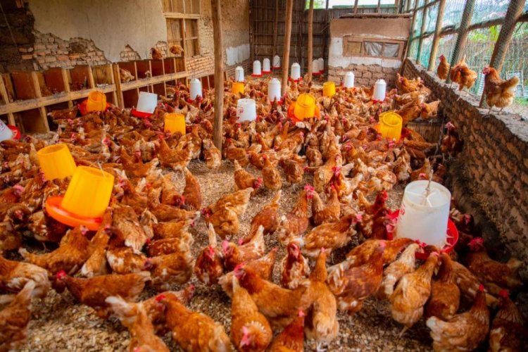 FAO: Gufasha aborozi b'inkoko n'ingurube mu kongera umusaruro batanga ku isoko