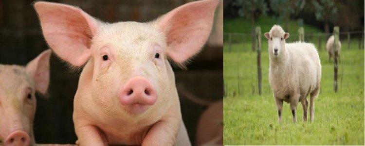 Minisiteri y’ubuzima irasabwa gushyiraho uburyo ingingo z’inyamaswa zajya zihabwa abantu.