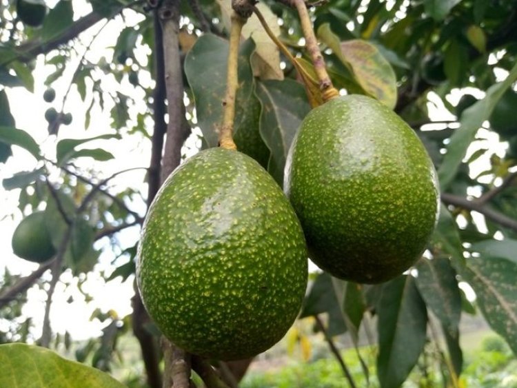 Gutera ibiti by’imbuto, igisubizo ku mirire mibi.