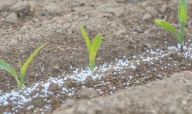 Abahinzi bahangayikishijwe n’igiciro cy’ifumbire gihanitse!