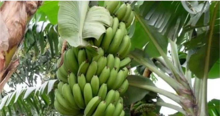 Huye:Abaturage babangamiwe n’inzoga zitujuje ubuziranenge zihishirwa n’ubuyobozi.