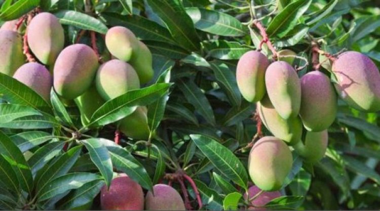 Iburasirazuba: Udukoko twateje ikibazo ibiti by’imyembe, hari impungenge ko yaba amateka!