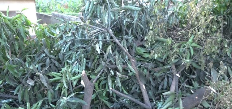 Ngoma: Hari abaturage basaba ibiti by'imbuto byo gutera bisimbura ibyo batemye