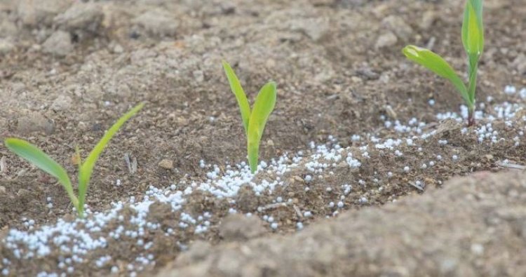 Amajyepfo: abahinzi babangamiwe no kwishyuzwa imbumbe ikiguzi cy’ifumbire