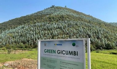 Green Gicumbi: Abasazuriwe amashyamba barasaba inguzanyo yabagoboka mugihe amashyamba atarera.