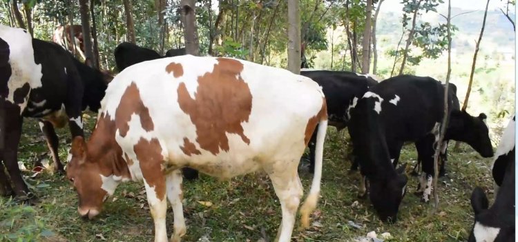 Gicumbi: Aborozi bamaze umwaka urenga batishyurwa amafaranga y’umukamo w’inka zabo