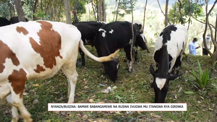 Nyanza: Basabwa amafaranga n’ubuyobozi kugira ngo bagerweho na Girinka Munyarwanda!