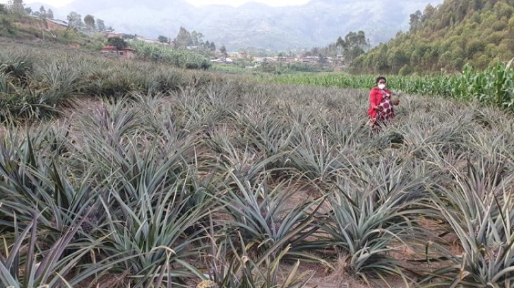 Ngoma: Abahinzi b'inanasi barasaba uruganda rutunganya umusaruro