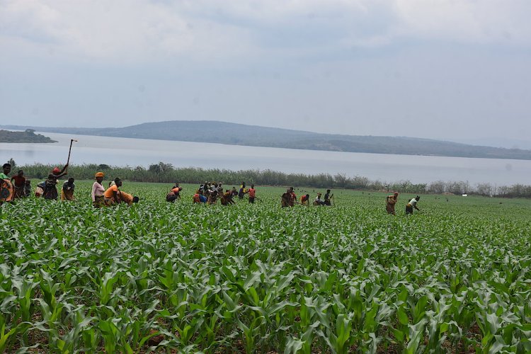 Hari abagize Inteko Ishinga Amategeko basanga leta yateza imbere ibihingwa ngandura rugo