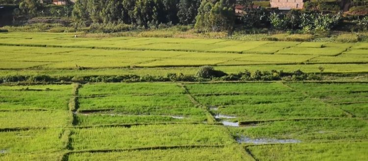 Gisagara- Gikonko : Umuceri bawugura kure bafite uruganda ruwutunganya iwabo