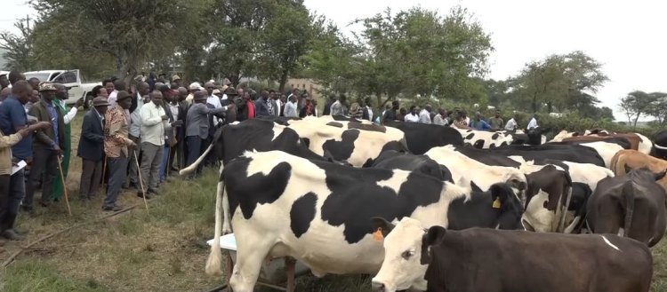 Iburasirazuba: Aborozi bafite imbogamizi z’abavuzi b’amatungo bakiri bacye ndetse n’abatazi gutera inka intanga