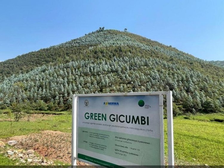 Green Gicumbi: Abasazuriwe amashyamba barasaba inguzanyo yabagoboka mugihe amashyamba atarera.